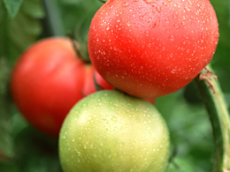 栃木の豊かな自然の中で育てたおいしいトマトを販売しております！